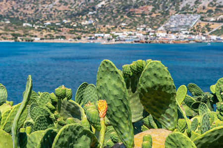 Cacti on the Greek islandの写真素材