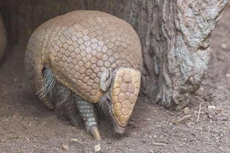 A southern spherical armadillo comes out of its caveの写真素材