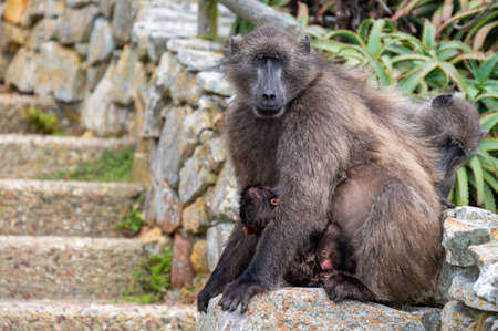 Baboon with baby at Cape Point in Cape Town