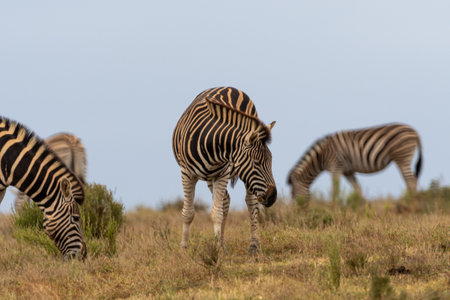 Zebras grace in the wilds of Africaの写真素材