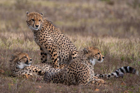 three cheetahs family in the wilds of africa