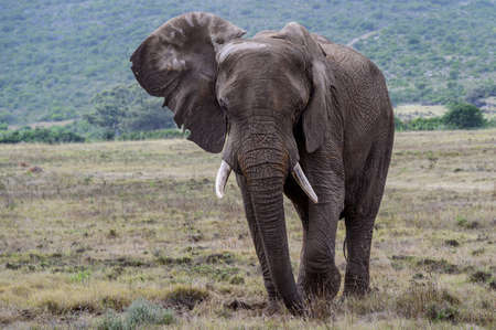 Elephants in natural habitat in South Africa.の写真素材