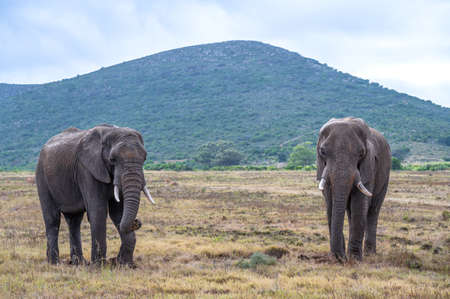 Elephants in natural habitat in South Africa.の写真素材