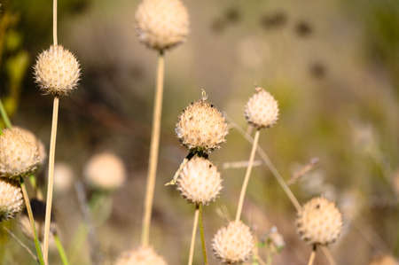 Lions ear seeds (Leonotis leonurus) in Namibia Africaの写真素材