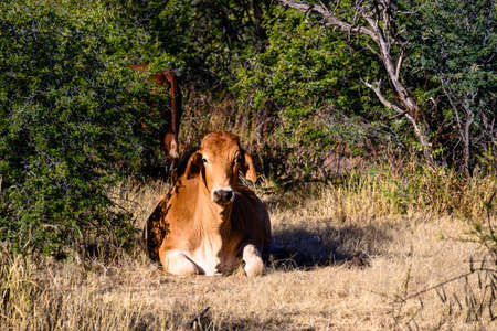 Brown cattle lie on a farm in Namibia Africaの写真素材