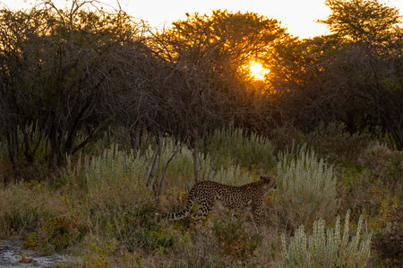 A cheetah roaming the grasslands during sunset, Namibia Africaの写真素材