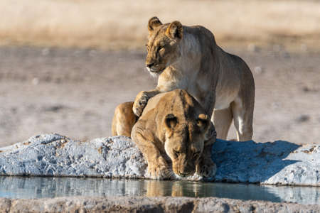 Lions drinking water at a waterhole in Africaの写真素材
