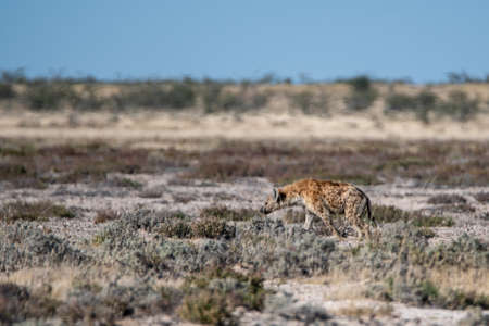 Spotted hyena walks on a hot African day in the Etosha National Park Namibia Africaの写真素材