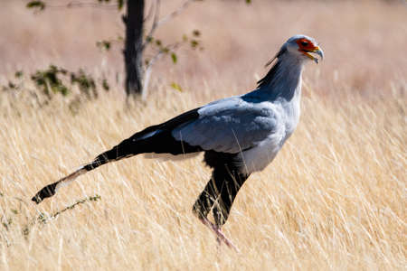 Secretary bird hunting in the savannah in Namibia Africaの写真素材