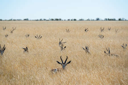 a herd of Springbok hides in deep grass in Etosha National Park in Namibia Africaの写真素材