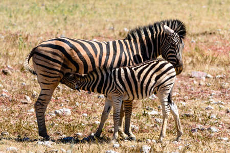 Baby zebra suckling from its motherの写真素材