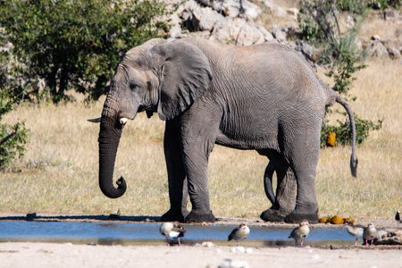Side view of an adult African elephant pooping in its natural habitat, Namibia, Africa.の写真素材