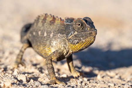 Chamaeleo namaquensis: Desert Chamaeleon in the Namib desert near Swakobmund, Namibiaの写真素材