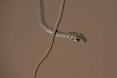 Juvenile mole snake slithering on the sand in the Kgalagadi Transfrontier Park, South Aricaの写真素材