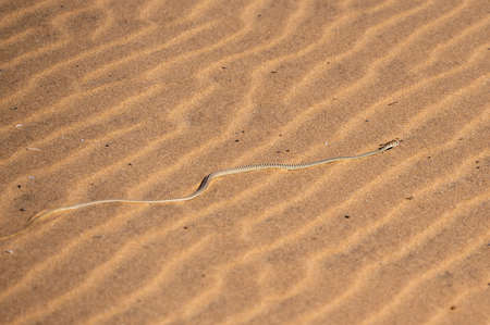 Juvenile mole snake slithering on the sand in the Kgalagadi Transfrontier Park, South Aricaの写真素材