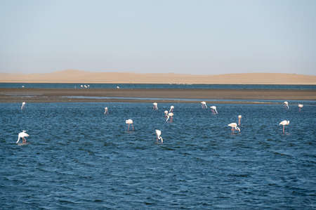 Group of pink flamingos at Walvis Bay in Arika Namibiaの写真素材