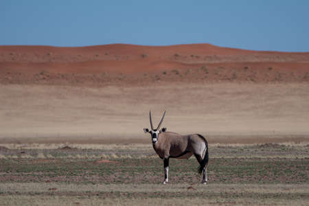 Gemsbok with orange sand dunes in Namibiaの写真素材
