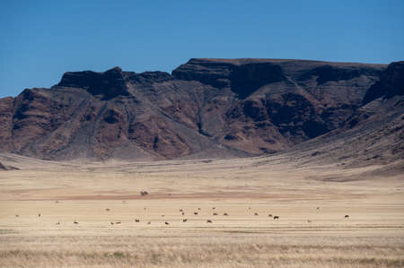 wide angle view of desert oryx with mountain backgroundの写真素材