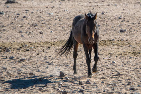 desert horses of garub in the namib desert in namibiaの写真素材