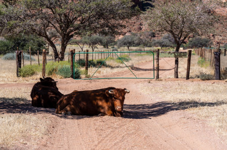 2 cattle lie in front of a gate on a farm in Namibiaの写真素材