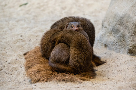 A family of pygmy mongooses cuddles and sleeps