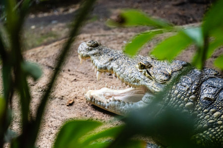 A portrait of a mexican crocodile (Crocodylus moreletii) with open mouthの写真素材