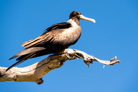 Magnificent Frigatebird sitting on a tree (Fregata magnificens)の写真素材