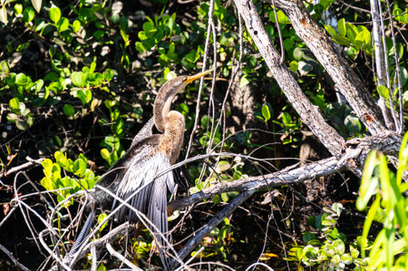 Anhinga (Anhinga anhinga) called snakebird, means devil bird or snake bird, Anhingidae. Water hunter...