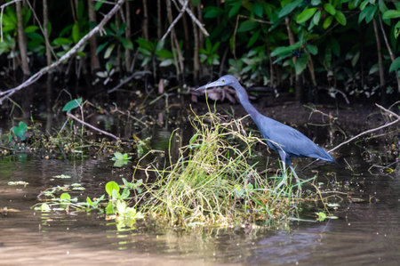 Great Blue Heron fishing in everglades Florida.の写真素材