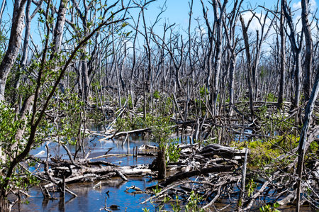 View of the Florida Everglades with a white heron in the background.
