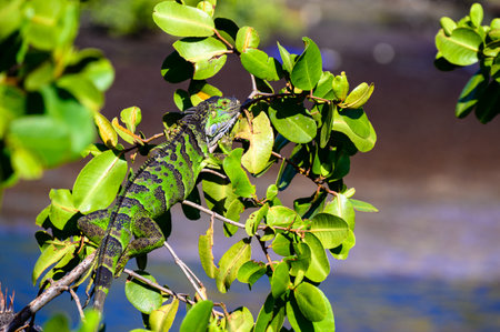 Green iguana in a bush on the Caribbean island of St. Martinの写真素材