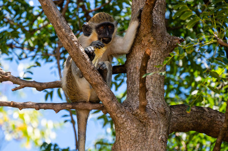 St Kitts - Nevis Green Vervet Caribbean Monkeyの写真素材