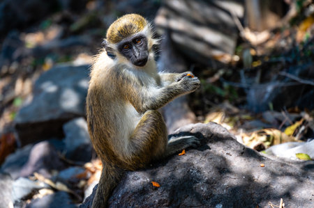 St Kitts - Nevis Green Vervet Caribbean Monkeyの写真素材