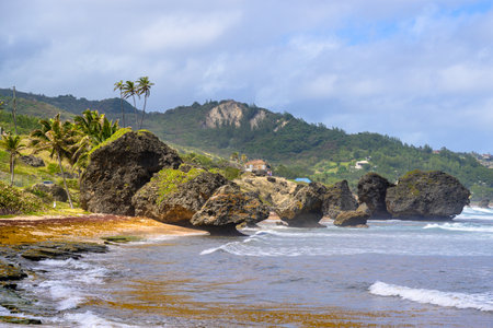 Rock formation on the beach of Bathsheba, East coast of island Barbados, paradise beach and coast of caribbean islandの写真素材