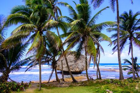 Rock formation on the beach of Bathsheba, East coast of island Barbados, paradise beach and coast of caribbean islandの写真素材