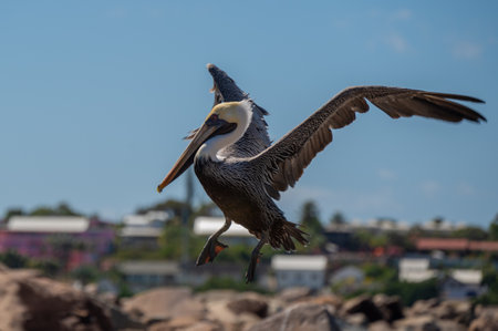 Brown pelican spreading its wings before landingの写真素材