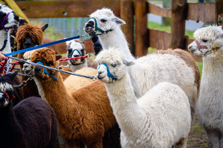 Group of alpacas on a leashの写真素材
