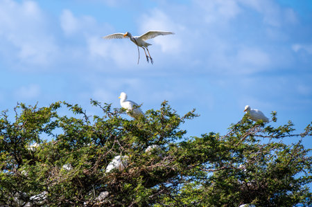 flying and nesting cattle egrets of st. kitts and nevisの写真素材