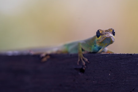 lizard on a wooden railing, on St. Luciaの写真素材