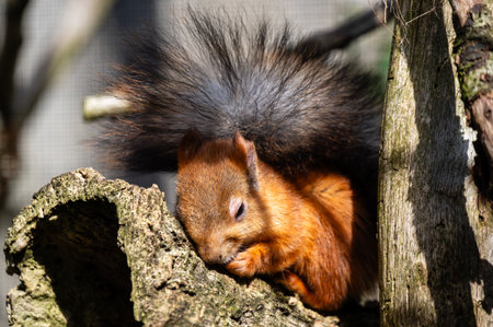 A Siberian squirrel sits in a tree and eats