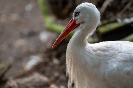 White Stork (Ciconia ciconia) in the forestの写真素材