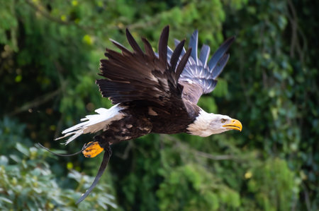 American National Symbol Bald Eagle with Wings Spread on an Air show