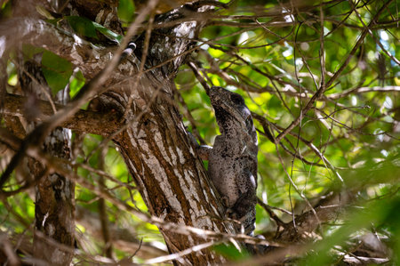 Black Iguana (Ctenosaura similis) on a tree, Holbox Mexicoの写真素材