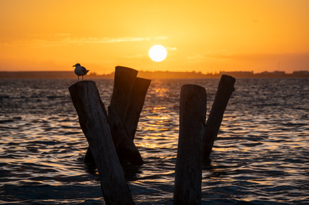 Seagull is sitting on a stake at sunset in Mexicoの写真素材