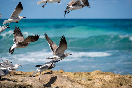 Flying seagulls on the coast of Isla Mujeres in Mexicoの写真素材