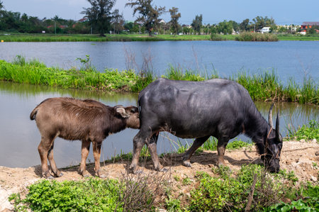 Water buffalo calf drinks from its mother near Hoi An in Vietnam