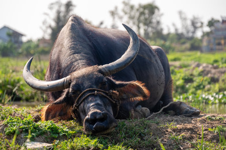 Lazy water buffalo lies in the grass near Hoi An in Vietnam