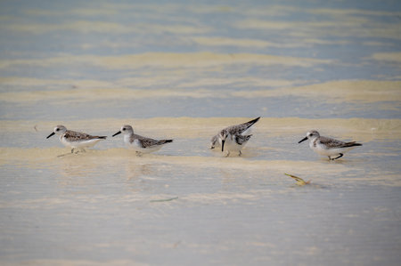 The sanderling (Calidris alba) in breeding plumage on Holbox Mexicoの写真素材