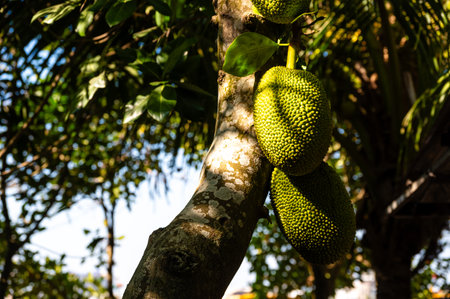 jackfruit are hanging on tree