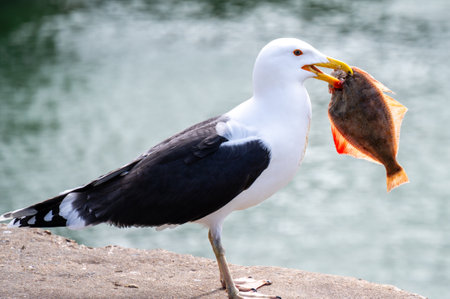 Seagull with fish in its beakの写真素材